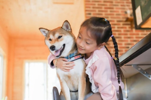 Chó Shiba là gì? Tìm hiểu về giống chó Shiba Inu đáng yêu và thông minh 4 cho shiba la gi 2