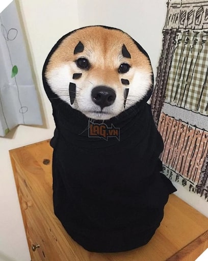 hinh cho shiba hai huoc 4